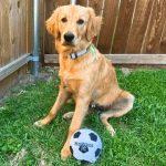Floofball Floofbol FC Plush Soccer Ball - Dog Toy - Image 4